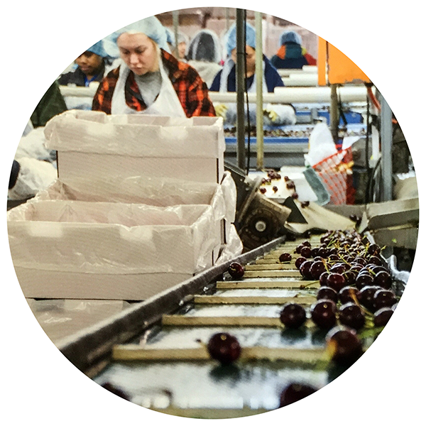 Compac Sort Technology